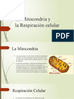 La Mitocondria y La Respiracion Celular