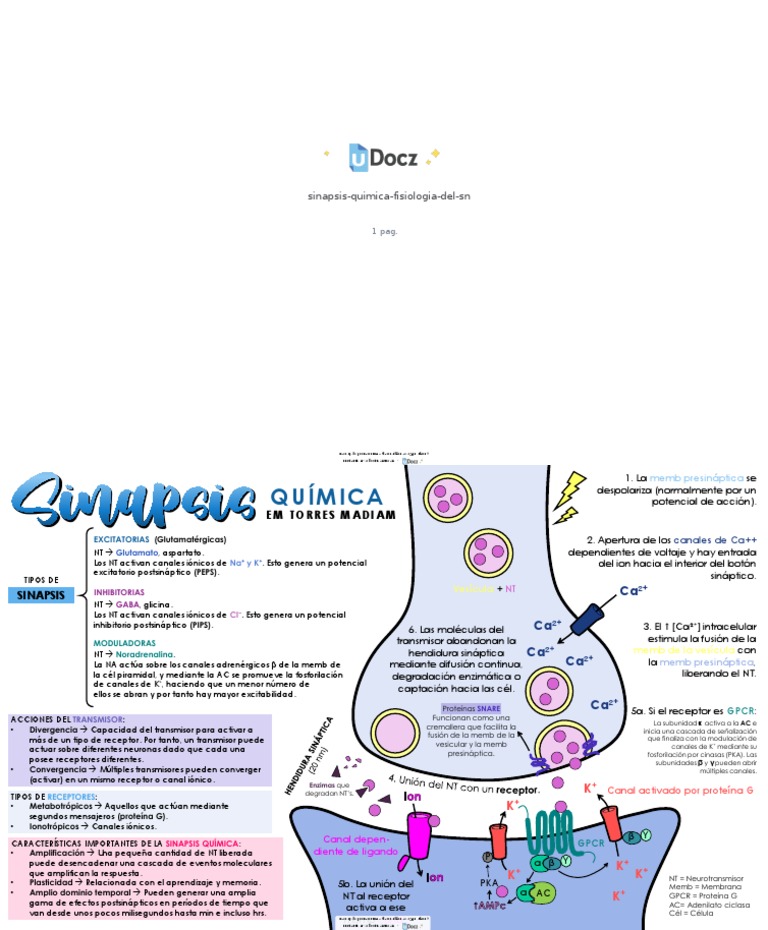 Sinapsis Quimica Fisiologia Del SN 103050 Downloable 1069660 | PDF ...