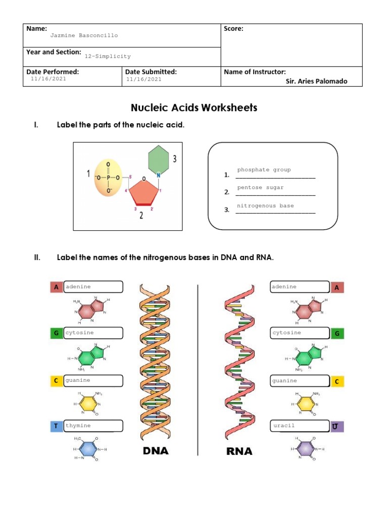 Basconcillo Nucleic Acids Worksheet PDF
