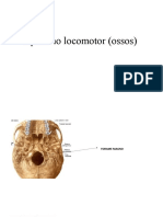 Anatomia dos ossos da cabeça e pescoço