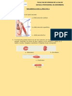 ANATOMÍA SESIÓN 5 Sistema Muscular I