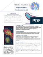 Mitochondria: Powerhouse of The Cell