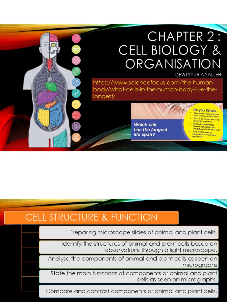 Cell Biology & Organisation Body/whatCellsInTheHumanBodyLiveTheLongest PDF Cell