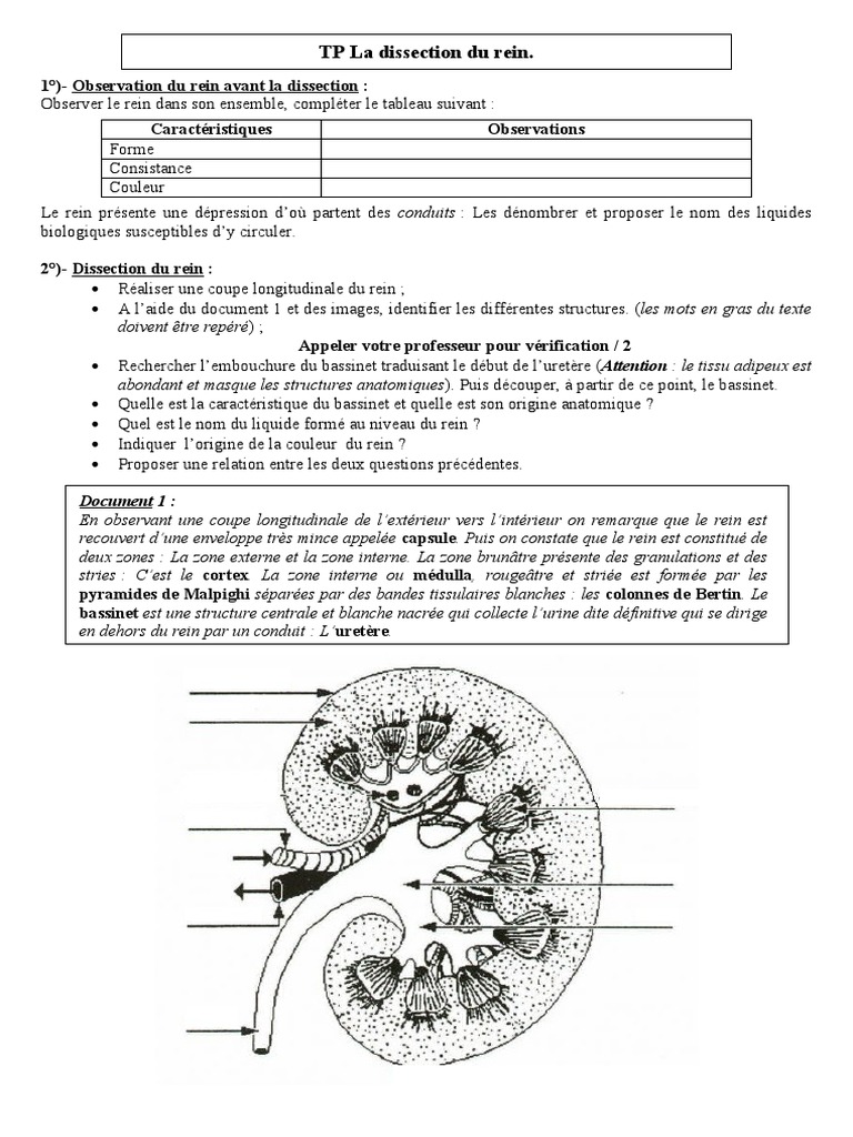 PPT - Etude morphologique et anatomique du cœur de mouton après dissection  PowerPoint Presentation - ID:235715, image size:768x1024