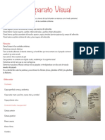 Ojo: estructura, funciones y anatomía del órgano visual