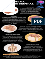 Sistema Nervioso Central