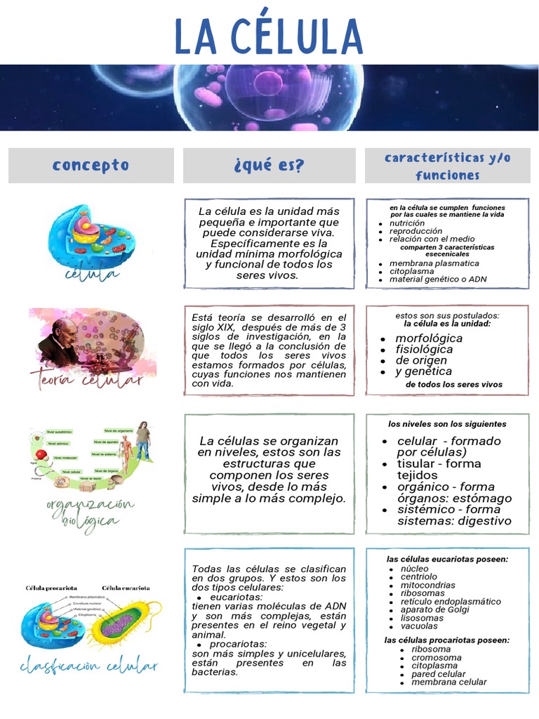 Estructura y Función de las Células | PDF | Biología Celular) | Citoplasma