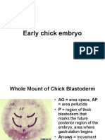 Early Chick Embryo