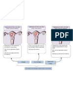 Acción de Las Hormonas Ováricas Sobre El Ciclo Uterino - OK