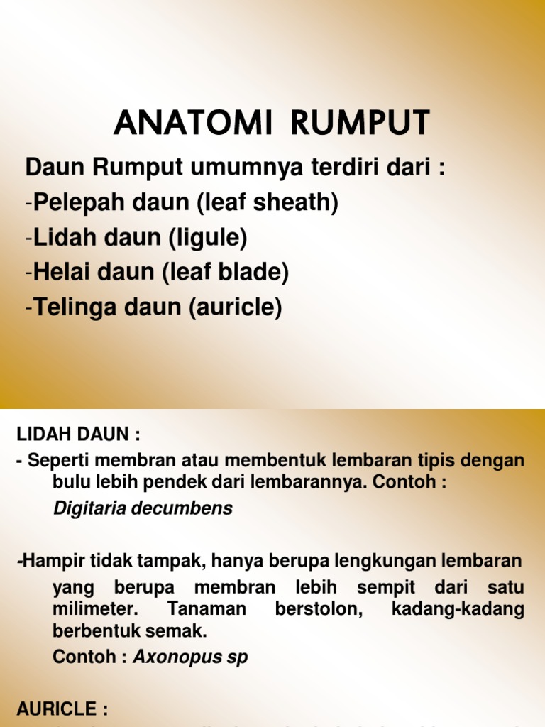 4) Anatomi Rumput Dan Legum | PDF