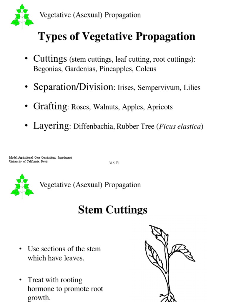 6) Types of Vegetative Propagation PDF Hobbies Biology