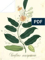 Passiflora Mariquitensis