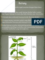 Morfologi Batang