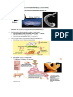 Lks Platyhelminthes