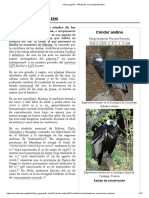 Vultur gryphus - Wikipedia, la enciclopedia libre