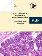 Sistema oral: glándulas salivales y su histología