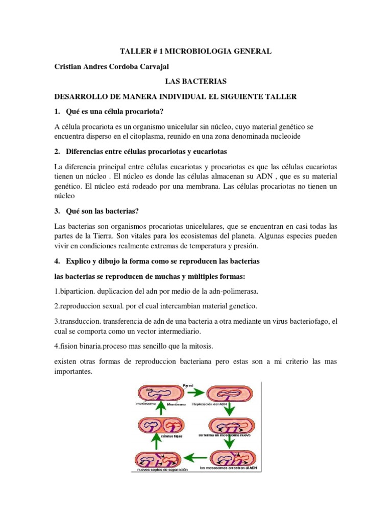 Taller sobre Bacterias y Microorganismos | PDF | Las bacterias | Virus