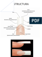 Morfologia de la Uña