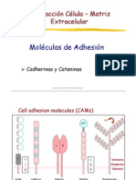 Moleculas Adhesion II 05 06