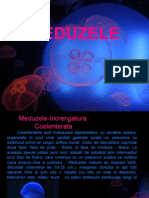 Meduza Template Ppt