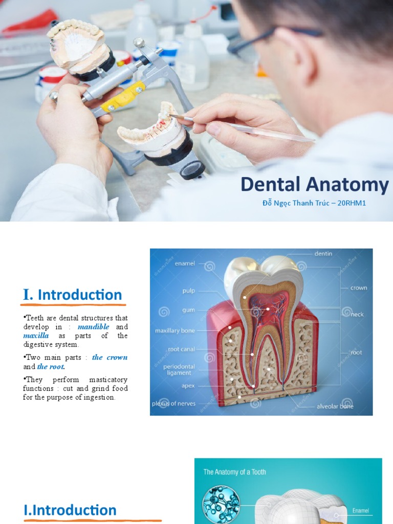 Dental Anatomy. PDF Dentin Tooth