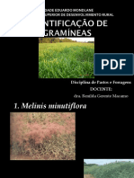 AULA 3 Identificação de Gramineas