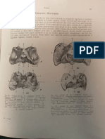 Anatomia Animalelor Domestice