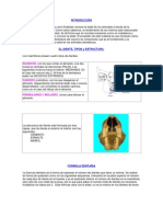 Edad Cronologica Dentaria en Vacunos