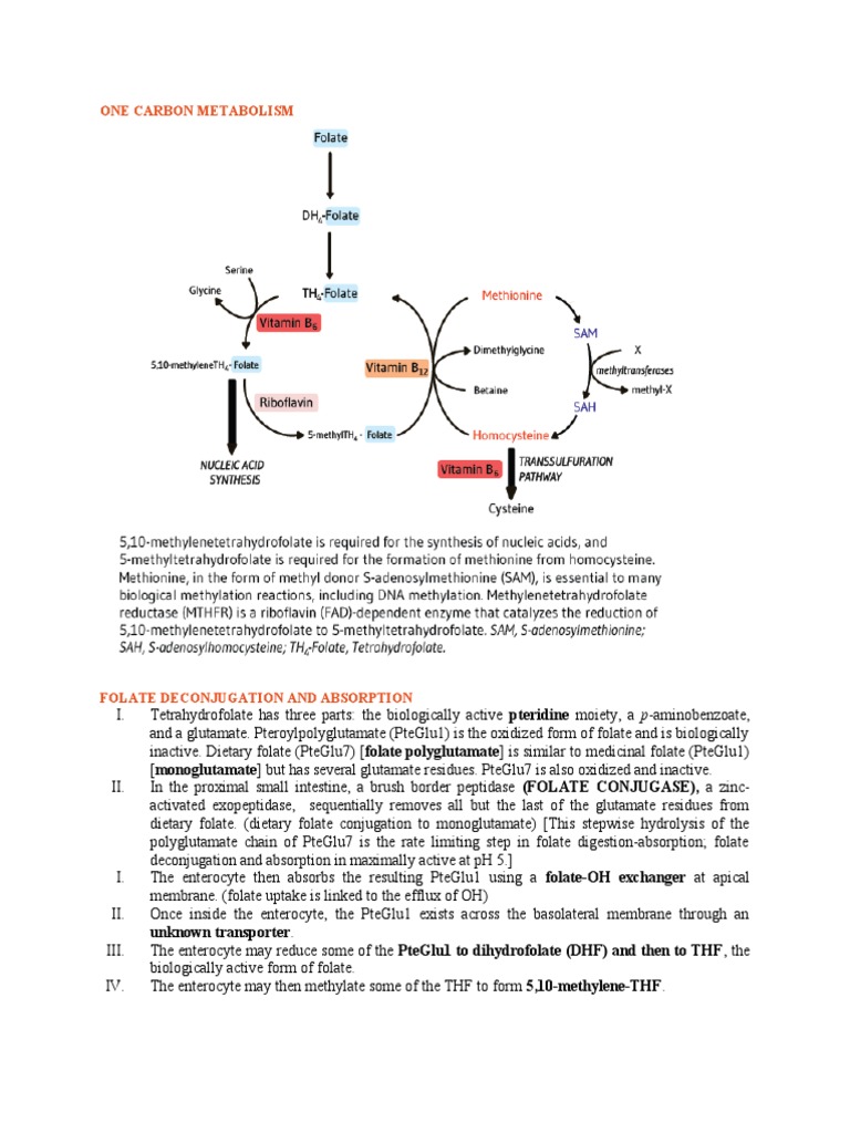 Folate and Cobalamin Metabolism PDF Vitamin B12 Stomach