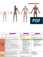 Esqueleto Axial - Apendicular