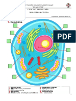 Ficha de Biologia - La Celula
