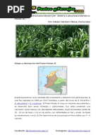 Ficha Técnica Del Pasto Mulato II (Brachiaria Híbrido CIAT 36087) O (Brachiaria Híbrido Cv. Mulato II)