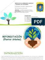 Reforestación en Cajamarca