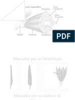 Músculos Por Su Morfología
