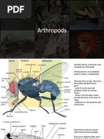 Arthropods