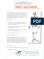 El Sistema Oseo y Sus Partes