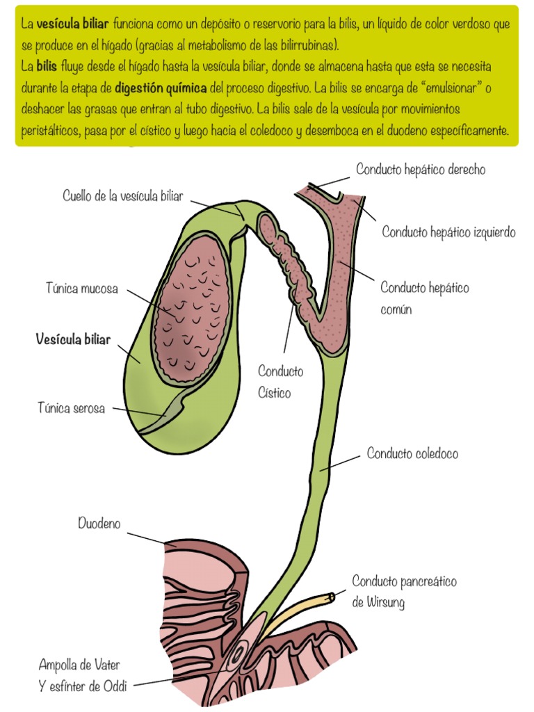 Anatomía y función de la vesícula biliar | PDF | Vesícula biliar | Sistema  digestivo humano, image size:768x1024
