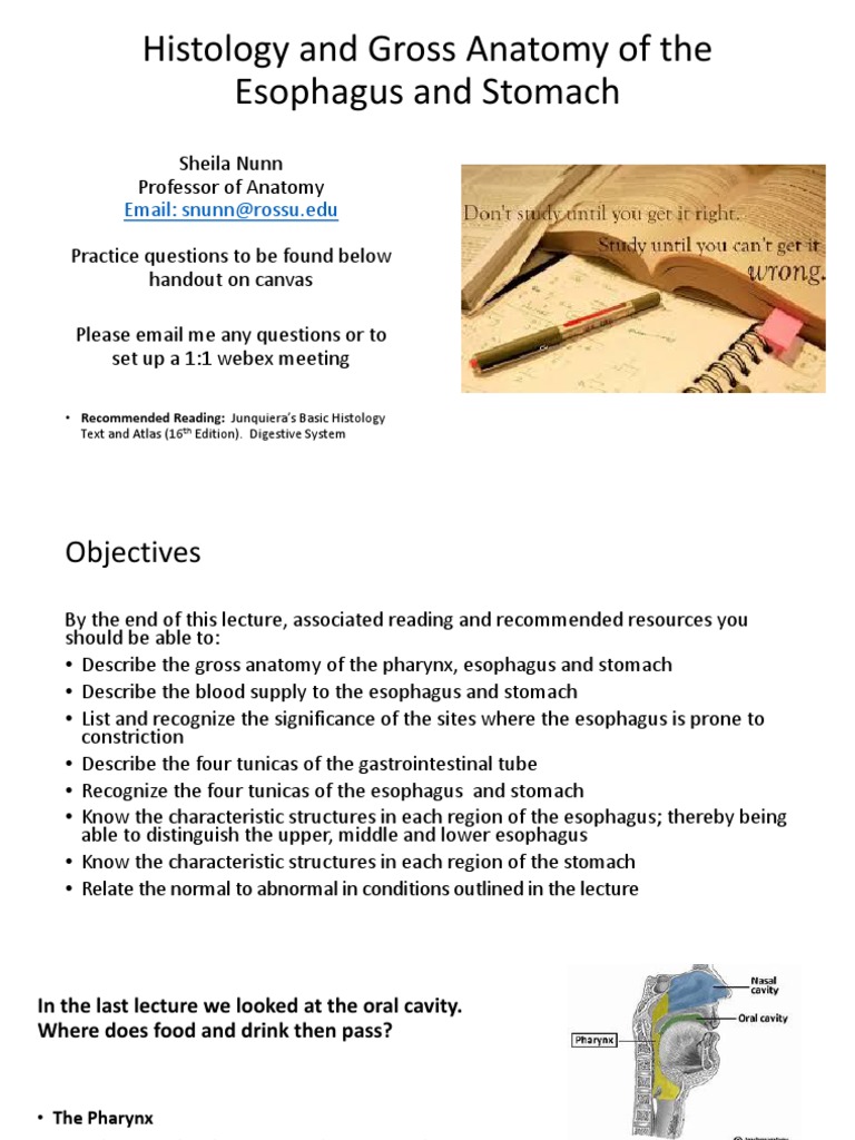 Esophagus and Stomach Histology Overview | PDF | Esophagus | Stomach