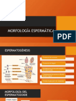 Morfología Espermática-1