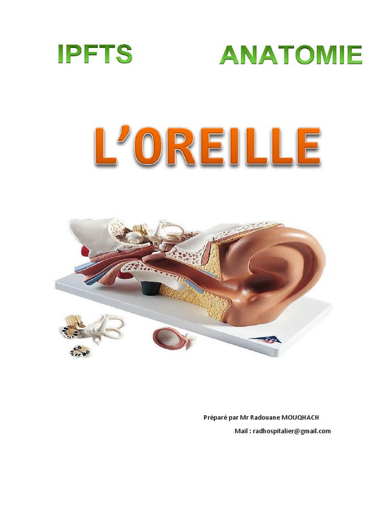 Anatomie de l'oreille humaine | PDF | Oreille | Système vestibulaire