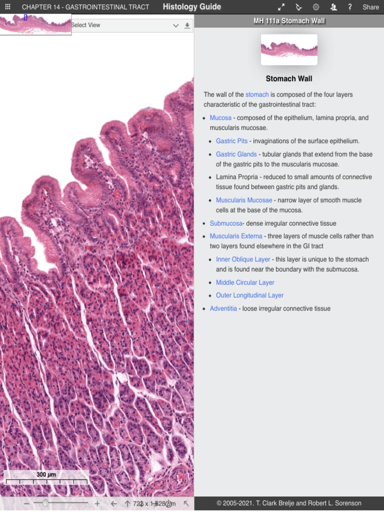 Stomach Wall Gastrointestinal Tract PDF