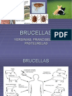 Brucellas Bordetellas y Pasteurellas