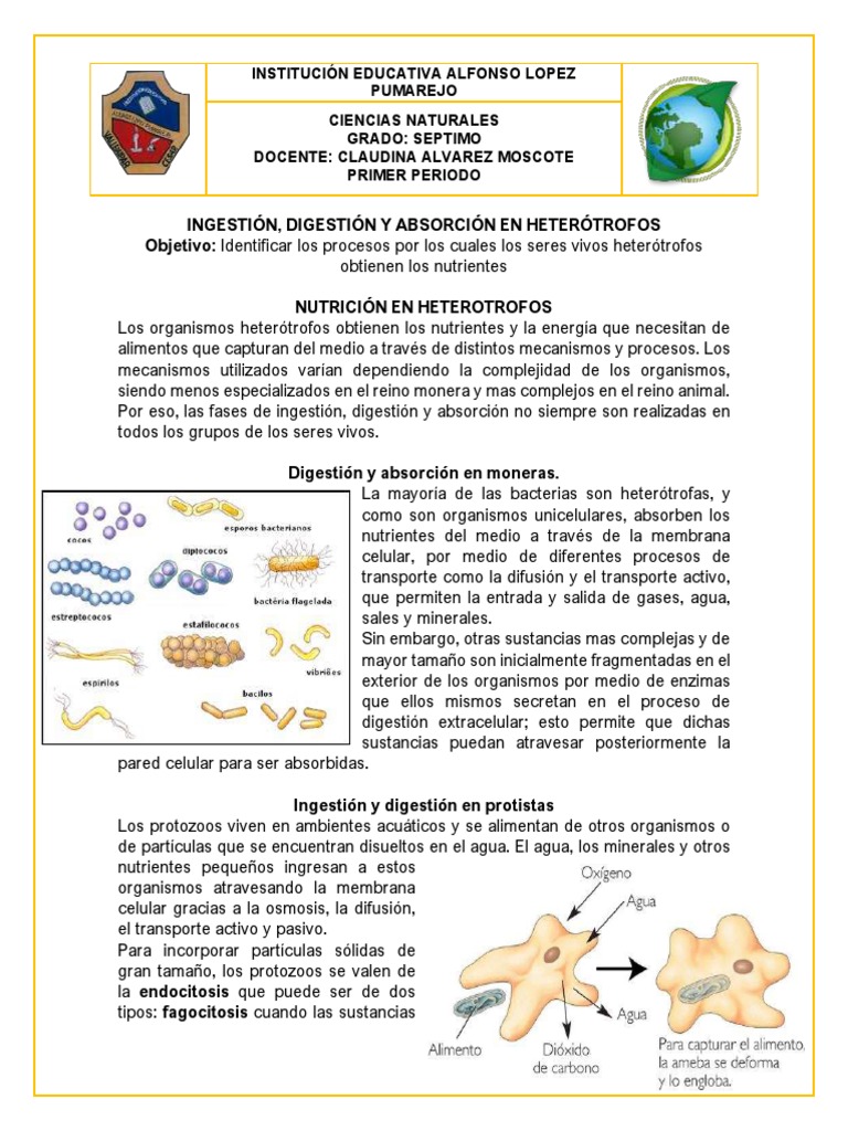 Digestión y Absorción en Moneras y Protistas. | PDF | Digestión | Organismos