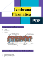 Membrana Plasmatica