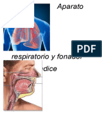 Aparato Respiratorio y Fonador