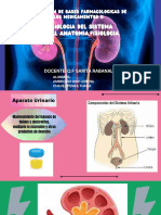 Fisiologia Del Sistema Renal Anatomia, Fisiologia