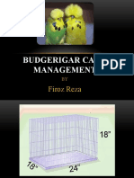 Budgerigar Cage Management