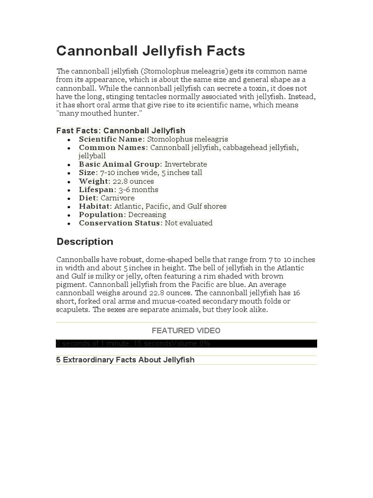 Cannonball Jellyfish Facts PDF Organisms Aquatic Animals