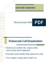 Bacterial Anatomy BScNursing