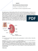 Apunte46 Anatomía y Funciones Básicas Del Aparato Urinario